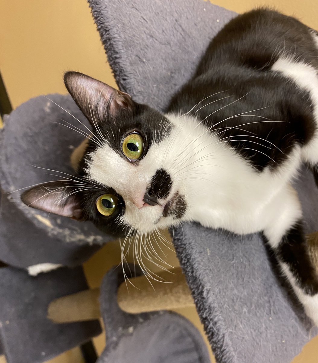 karena731's tweet photo. Spent my #caterday with these cuties. They all asked me to ask YOU to come down to @PetSmart Royal Palm Beach and adopt them! #CatsOnTwitter #picme #volunteering @LuvPalm @PetSmartChariTs @_RoyalPalmBeach https://t.co/9JnZ8tQppU