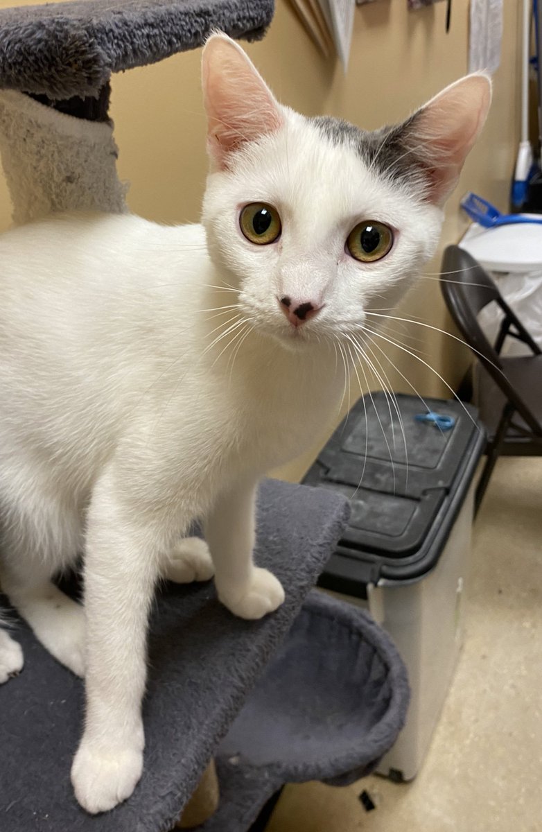 karena731's tweet photo. Spent my #caterday with these cuties. They all asked me to ask YOU to come down to @PetSmart Royal Palm Beach and adopt them! #CatsOnTwitter #picme #volunteering @LuvPalm @PetSmartChariTs @_RoyalPalmBeach https://t.co/9JnZ8tQppU