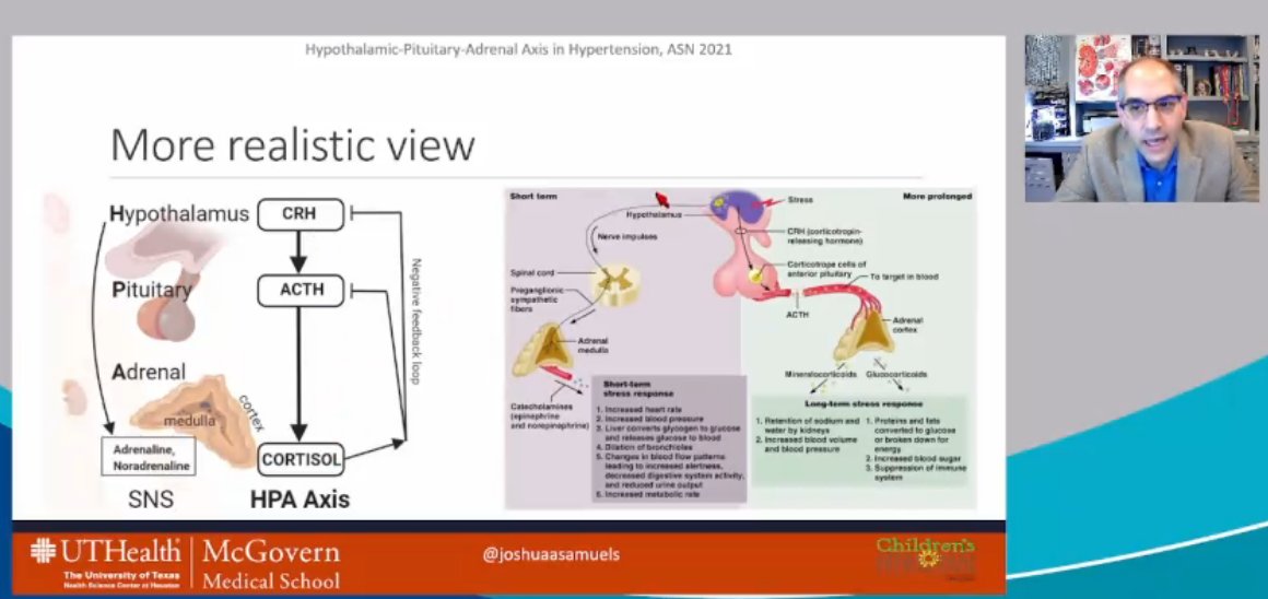 drM_sudha's tweet photo. HPA axis
about 300 years ago (in 1800s)- neural control of BP was postulated
Hypothalamus-->Sym NS-> adrena medula --> Adrenaline & NA--> flight / flight
#ASNKids21 #KidneyWk #HTN #secondaryHTN #PedsHTN #HPAaxis
@ASPNeph @AspnResearch @ASNKidney https://t.co/cfqYynpJyx