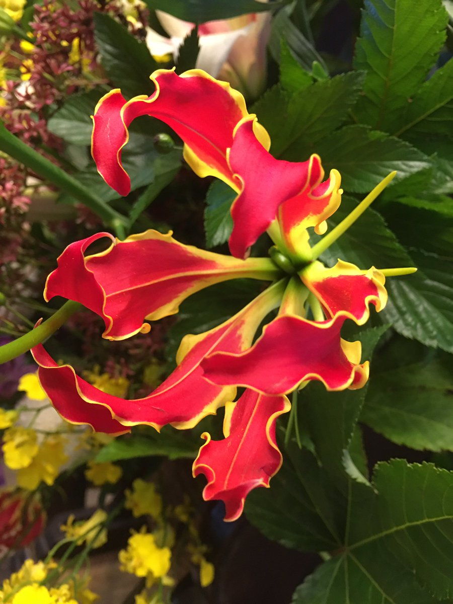 グロリオサ Twitter Search Twitter