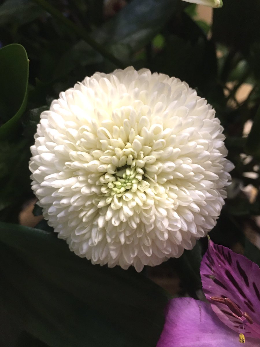 グロリオサ Twitter Search Twitter