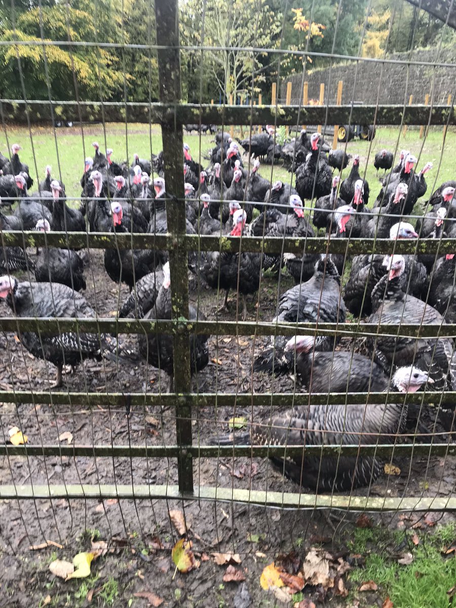 CaoimheDelany's tweet photo. These 2 little chicks loved the Turkey walk at @Hogans_Farm @HinterlandKells today as part of #Samhain2021 https://t.co/6sIBC61wlP