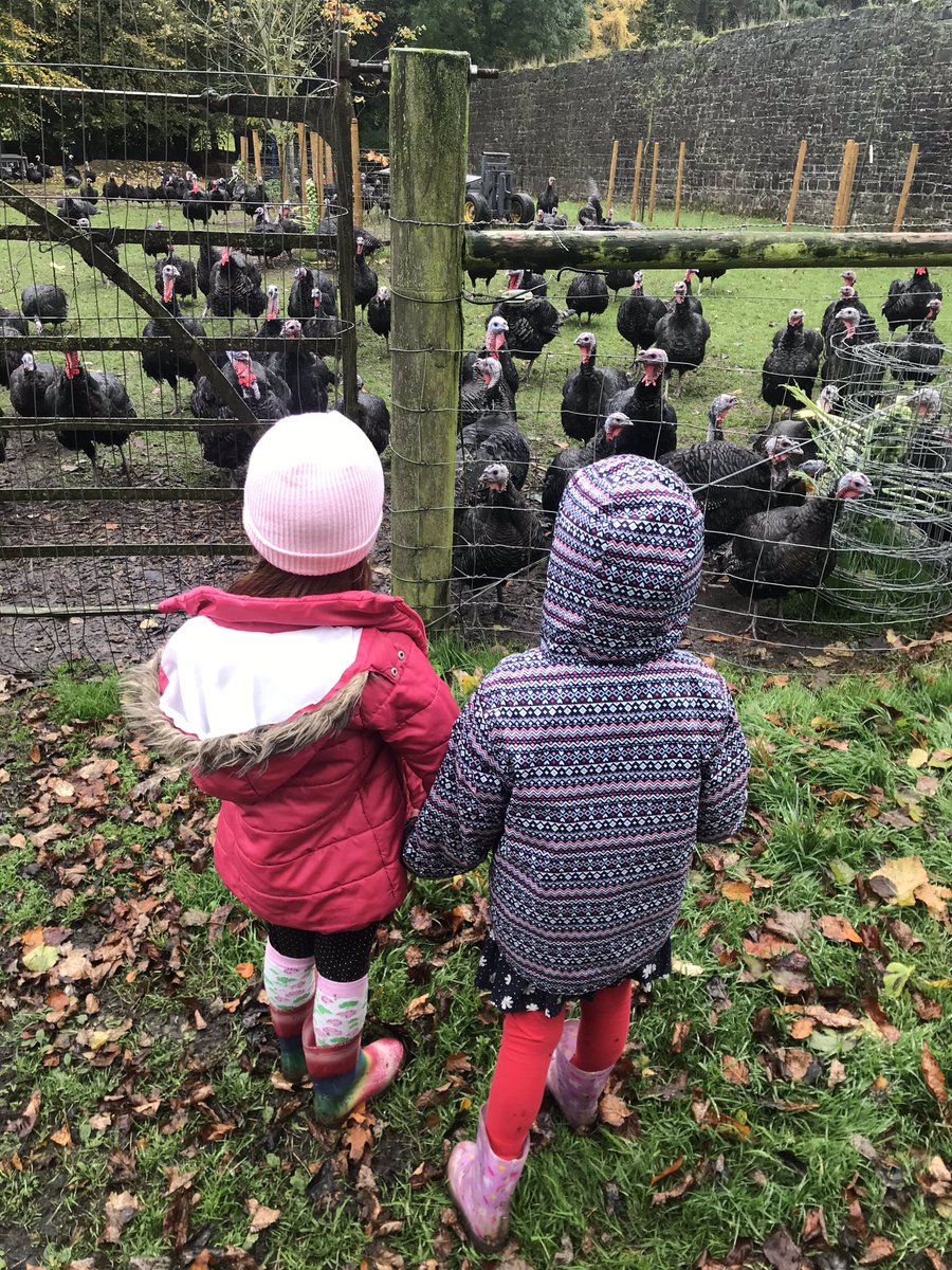 CaoimheDelany's tweet photo. These 2 little chicks loved the Turkey walk at @Hogans_Farm @HinterlandKells today as part of #Samhain2021 https://t.co/6sIBC61wlP