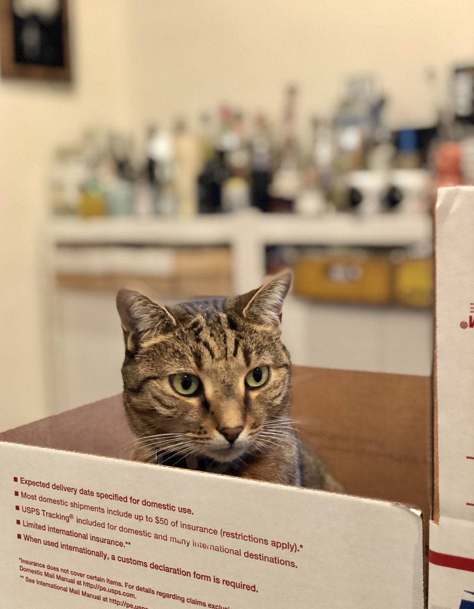 Priority Shipping. 🐈 📦 ✉️ 

#twiggy ❤️ #nashvillecatrescue #adoptdontshop