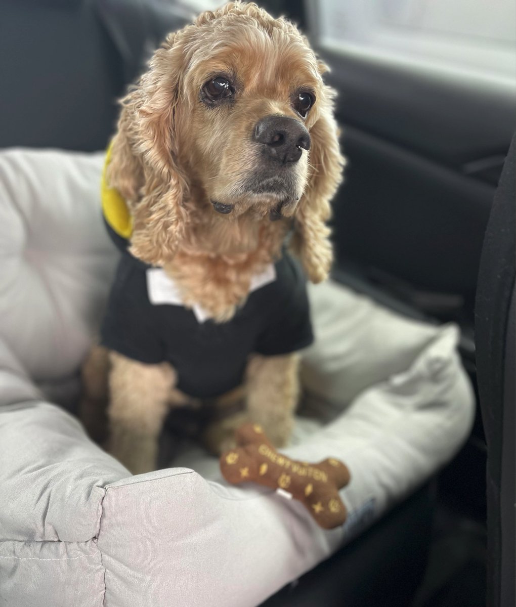 Brucer_Z's tweet photo. Pass my eval at new daycare! Looking forward to many luxury vacations and meeting some new frens. 🐾 https://t.co/Z3s7cPree0