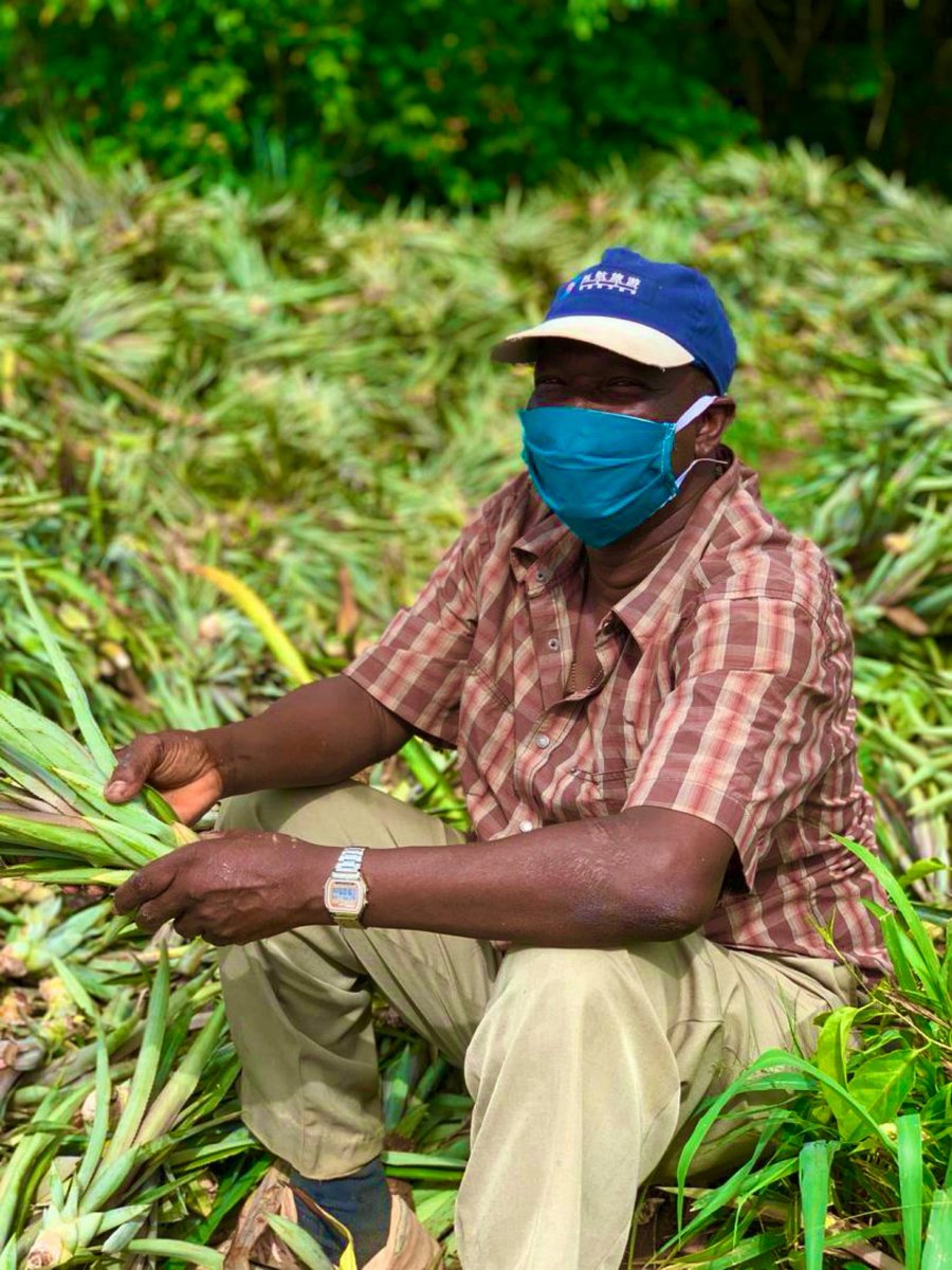 Pineapple Value Chain Project Carp+ Ghana tweet media