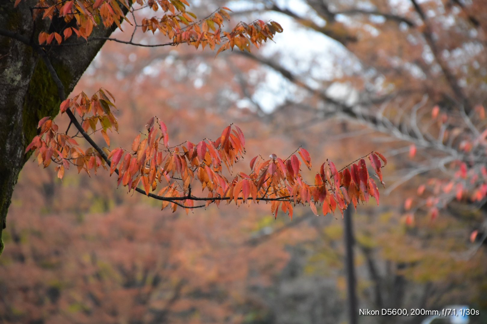 紅葉☆ 京都の意匠 紅葉 | 水野 克比古, 水野 秀比古 |本 | 通販 | Amazon