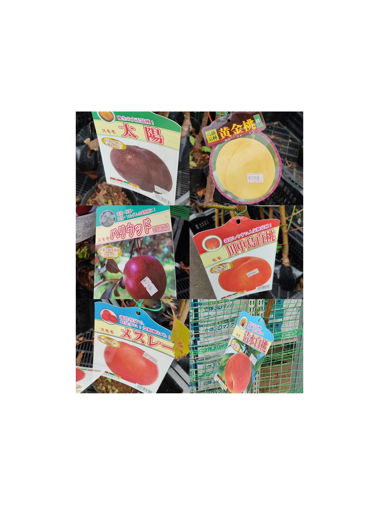 ヨアンナ スモモモモモモモモ 国華園 二色浜 T Co O0yoo0hrqn Twitter