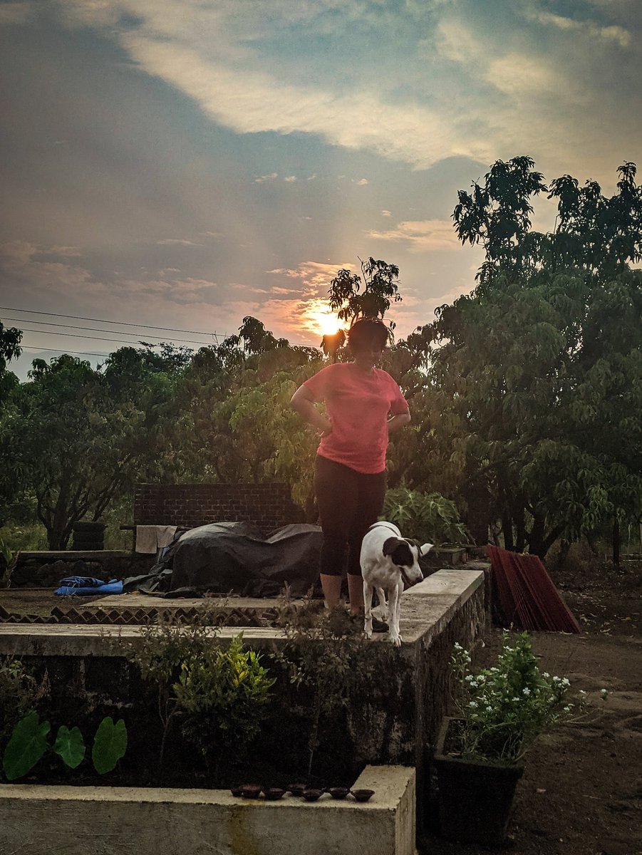 PhoebesFarm's tweet photo. smiling sunday morning ❤️

#sofie #sunkissed #sundaymorning #morning #sunday #indiedog #indiedogs #mygirl #farmgirl #pretty #sunrise #mumbai #pune #beautifulmorning #happydog #phoebesfarm #petfarm #dogfarm #blisslife #animalfarm #petresort #dogresort #humanfriendlypetresort https://t.co/kxdy6LSjWc