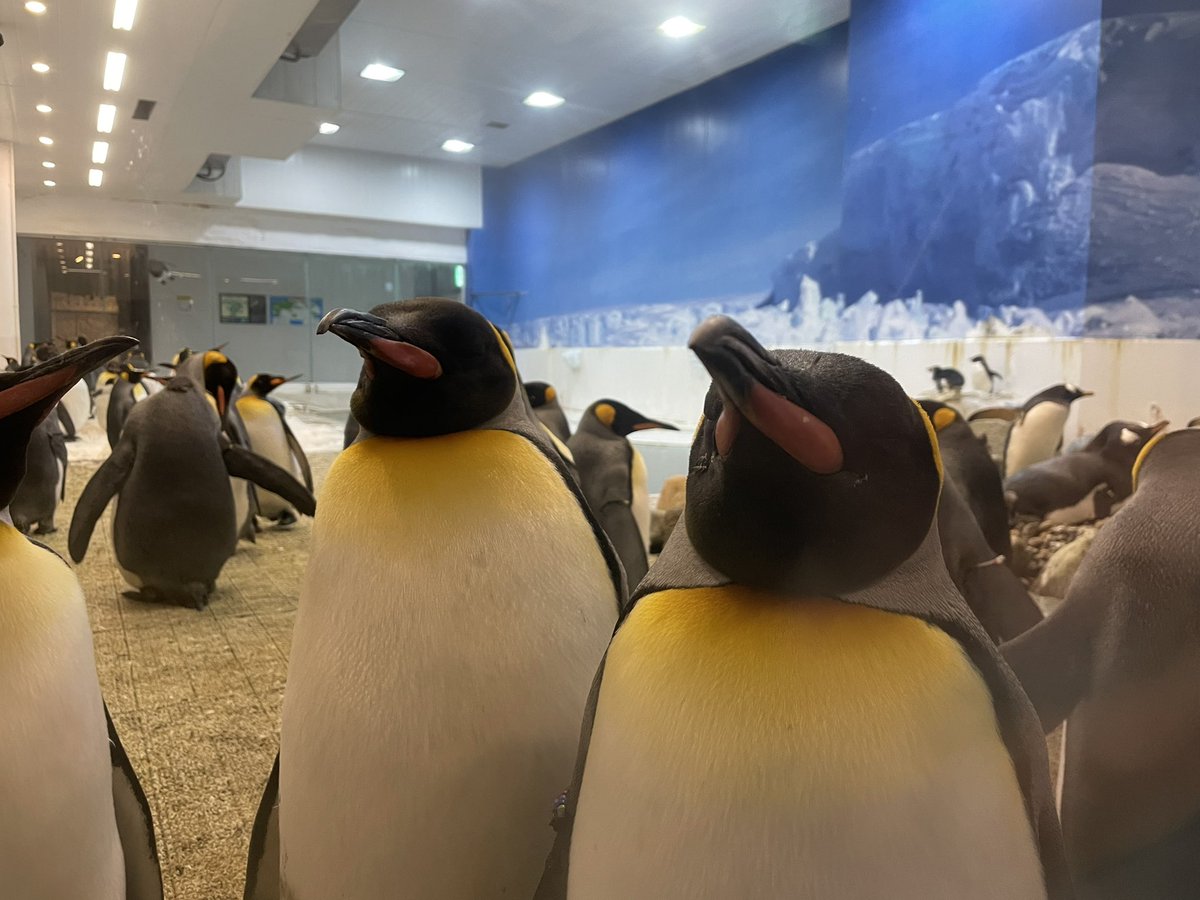 YYY_RRR's tweet photo. アドベンチャーワールドにて。
イルカショーとかも楽しかったけど鼻水が止まらなくなりました。 https://t.co/GWE0oBkqoo