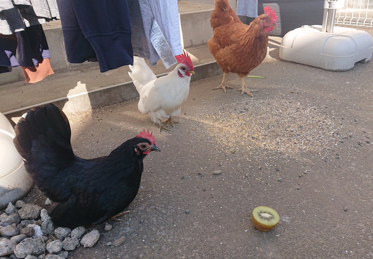切ない 鶏たちにキウイあげてみたら誰も食べなかった上に 会 が始まった かわいいｗ 私も混ざりたい Togetter