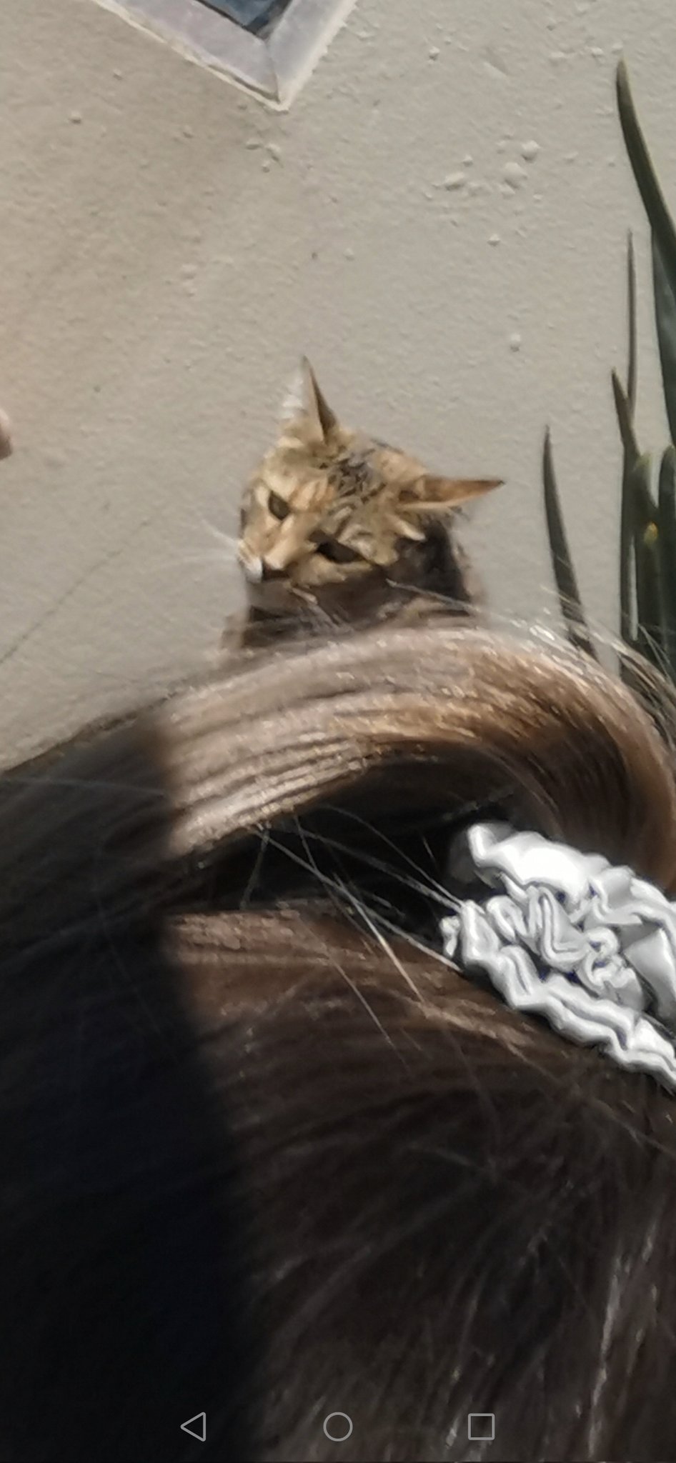 TW Pornstars - 2 pic. Alice NZ (miss Alice). Twitter. She said 😾. 3:37 ...