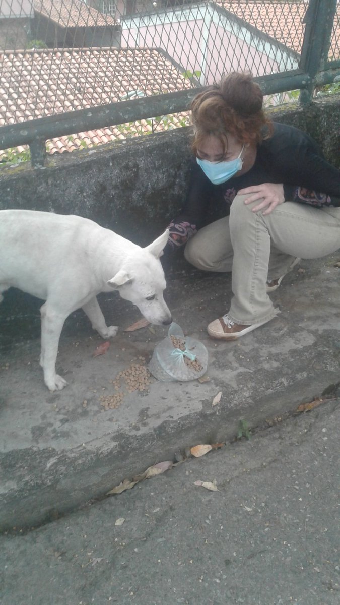 PerritosVzla's tweet photo. Hace un rato alrededor d 9pm tuve que ir a la farmacia y vi a Blanquito deambulando por la calle, él había sido adoptado por un señor, el maracucho, no lo he vuelto a ver el perro d nuevo en la calle, yo sin espacio dividido para alojarlo. No es justo para los🐶vivir en la calle. https://t.co/t9ua0dViCt