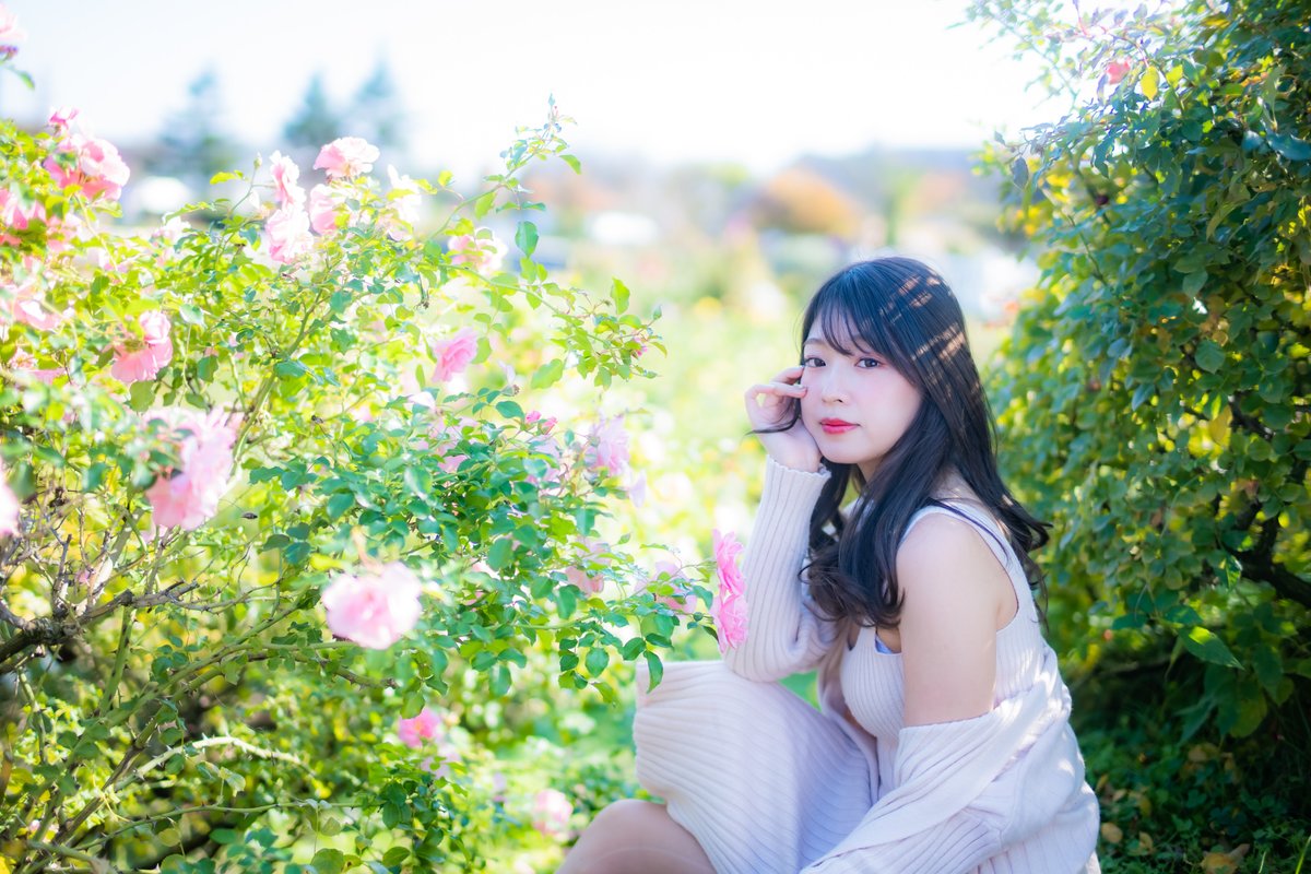 knock1965's tweet photo. #桜ゆりか   ~dazzling~

#RoseGarden 
#portrait 
#photography 
#bimage 
#pinkrose 
#flowers https://t.co/X4Pra2C5dq