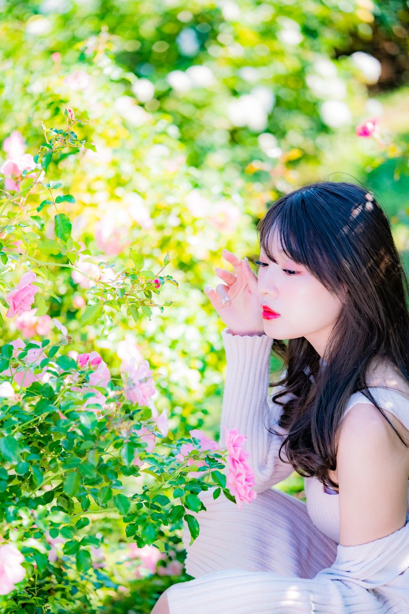 knock1965's tweet photo. #桜ゆりか   ~dazzling~

#RoseGarden 
#portrait 
#photography 
#bimage 
#pinkrose 
#flowers https://t.co/X4Pra2C5dq