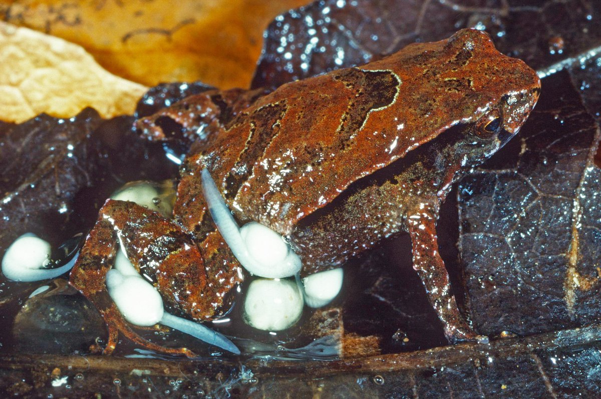 honmattkean's tweet photo. Great news we found a new frog 🐸 who lives up north. This tiny little guy carries his young in his “hip pocket” or pouch and yes it’s dad that takes care of the tadpoles! We declared an asset of intergenerational significance to protect him and his babies forever. https://t.co/j155erXQJx