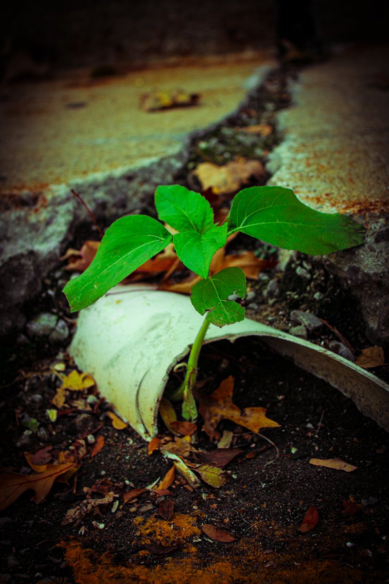 RebelStudios6's tweet photo. My newest Lightroom edits. Getting the hang of it.
#photography #photooftheday #lightroom #edit #edits #rebelstudios #cameras #cameradude #digitalart #ArtistOnTwitter #artwork #artistic #PHOTOS #photo #lightroomedits #plants #motherearth #naturalworld #nature #plantbase #plant https://t.co/WfbeWdE7li