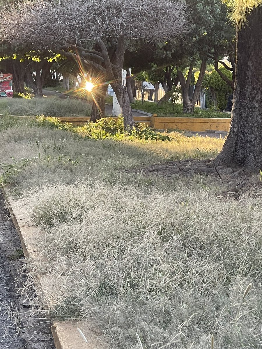 carboney_israel's tweet photo. Un llamado al @qromunicipio por el mal estado de los camellones  de la Colonia Estrella, Queretaro. https://t.co/SEA5Y16lLg