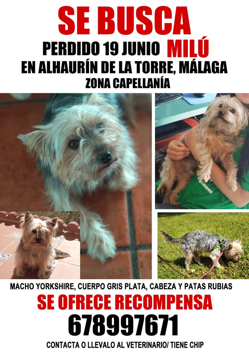 PetsLalinea's tweet photo. SIGO BUSCANDO A MI #PERRO.
#YORKSHIRE MACHO DE UNOS 4KG APROX.
SE PERDIO EN #ALHAURINDELATORRE #MÁLAGA EL 19 DE JUNIO.
POR FAVOR SI LO TIENE DEVUELVALO, SI LO HA VISTO AVISEME.
DAMOS #RECOMPENSA.
678997671
MILÚ TE ECHAMOS MUCHO DE MENOS.
#perdido #SeBusca https://t.co/nIOHr7XFrE https://t.co/CmCHz5nn1N