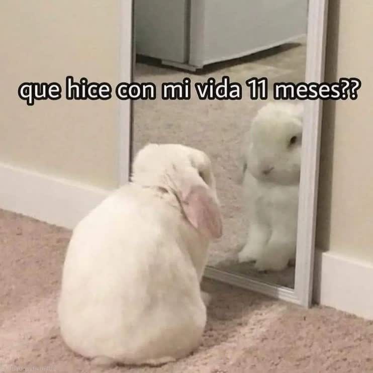 ConejitosAlDia's tweet photo. https://t.co/BVzdn7Yrmu
