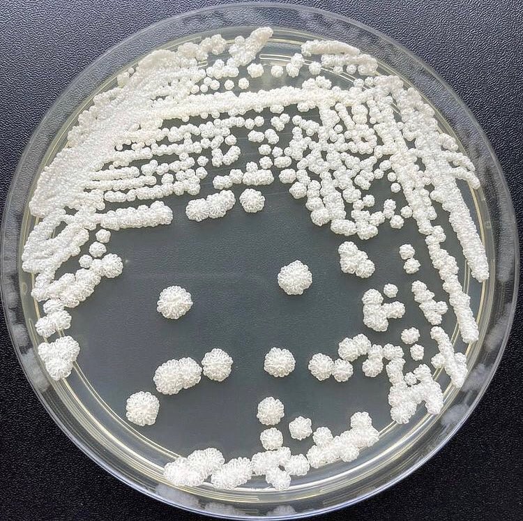Candida parapsilosis best sale