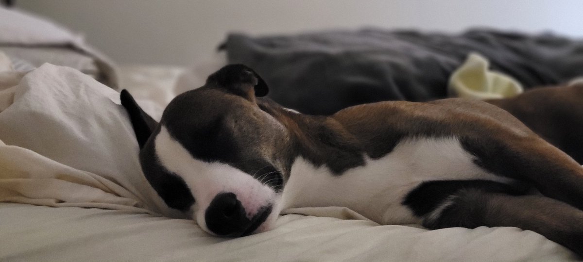 Our puppy sky has the best life ever! #Puppy