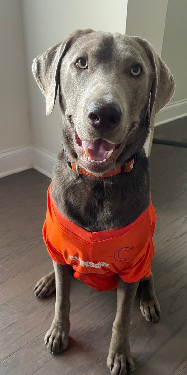 k_carter32's tweet photo. @ExcessDepth @toesinthesand22 He’s such a good boy and way too smart for his own good! Congrats on your new silver! We love sweet Levi 🥰 https://t.co/aF2226OTOm