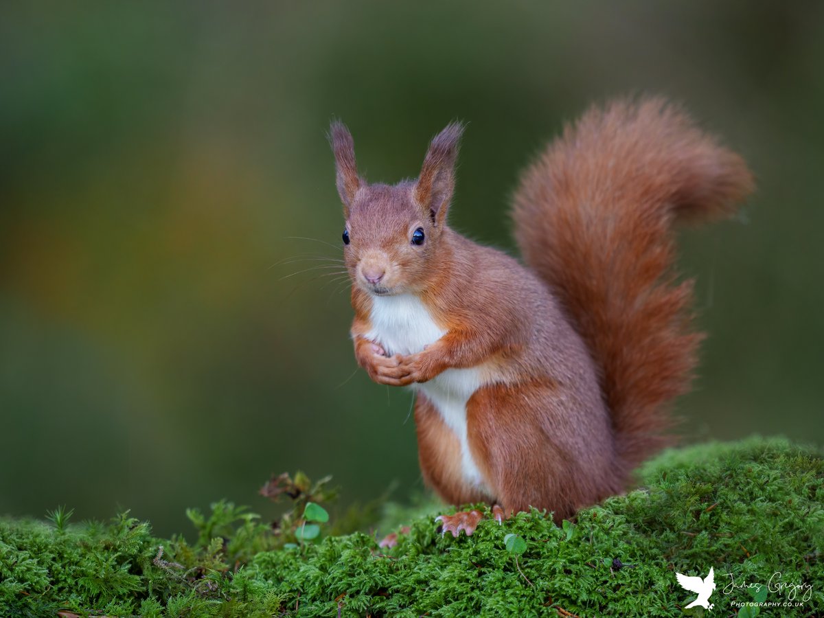 jamesgregoryph's tweet photo. The Red Squirrel..
#redsquirrel #redsquirrels #redsquirrelsofinstagram #redsquirrelconservation #redsquirreltrail #scottishwildlife #scottishwildlifephotos #thewildlifetrusts #cuteanimals #britishwildlife #bbccountryfile #bbcautumnwatch #bbcwildlifepotd #naturephotography #SonyA1 https://t.co/dpda6EFCRB