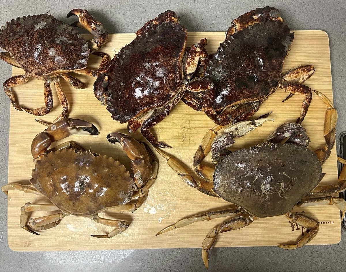 PKMN_trainer238's tweet photo. ゴールデンゲートブリッジの根本でカニ釣り！
ダンジネスクラブという西海岸で美味しいと有名なカニです。
アジュール舞子を思い出しました😌 https://t.co/f3U07Mt536