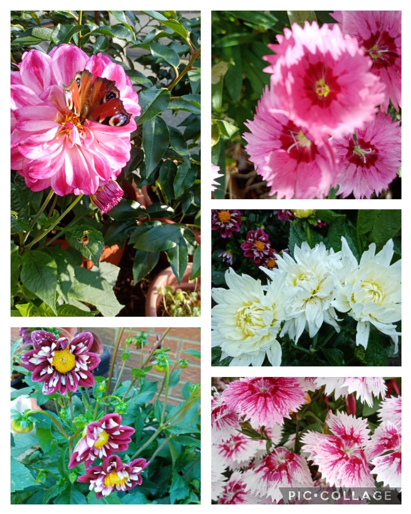 RT @Roseann22170653: #AlphabettyBlooms: D. Dianthus and dahlia,   plus  the  beautiful peacock butterfly. https://t.co/Kl7goIgZzt