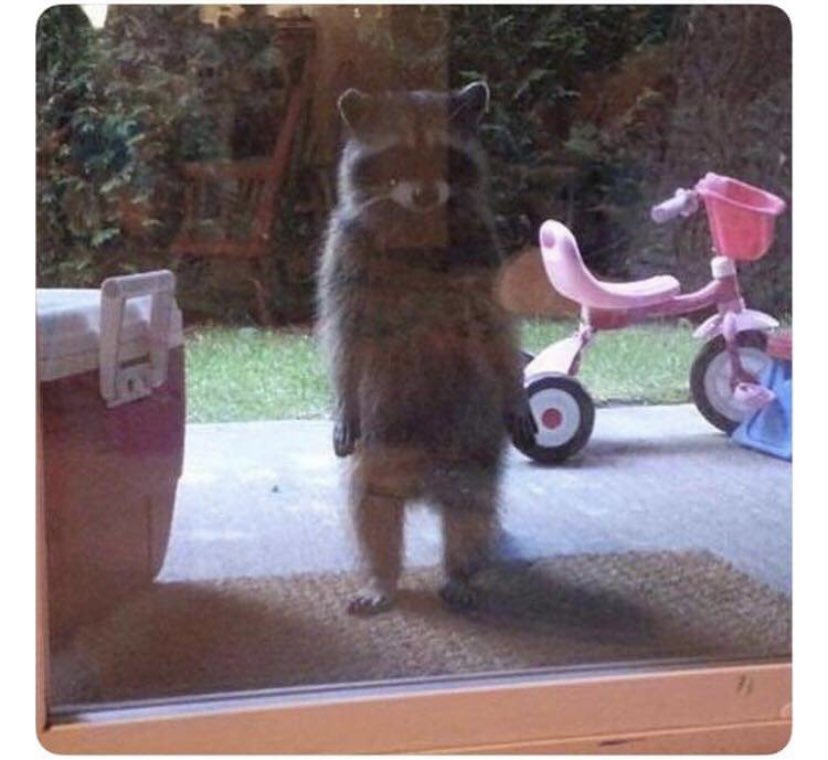 <a href="/spencer_dunn/">Spencer Dunn</a> trying to edit <a href="/CastleRockettes/">Castle Rockettes</a> and me standing in the doorway preparing to interrupt him to show him the campsite I built on animal crossing