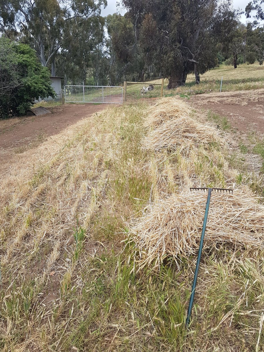Jeff Braun (@jeffwbraun) on Twitter photo Just raked Mittens the rabbit's Bennett wheat hay crop 2 into 1, any advice on getting it into sheaths <a href="/CorbinSchuster/">Corbin Schuster</a>? Just raked Mittens the rabbit's Bennett wheat hay crop 2 into 1, any advice on getting it into sheaths <a href="/CorbinSchuster/">Corbin Schuster</a>?