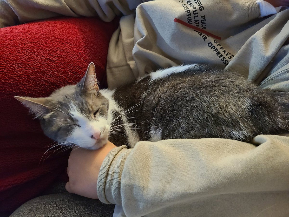 It's snoozle time in my mommies warm arms 😺💤 #Caturday