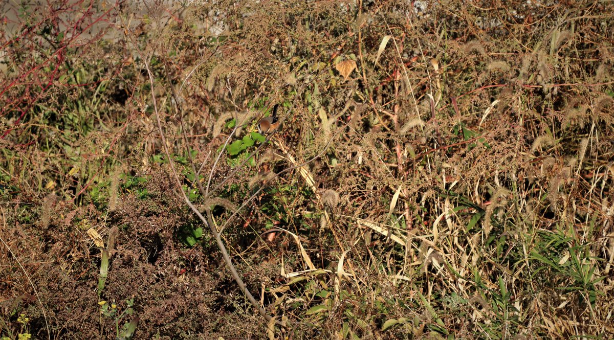 11秒以内にモズを見つけたらぁ、リツイートォ！！

#日本野鳥の会ひょうご