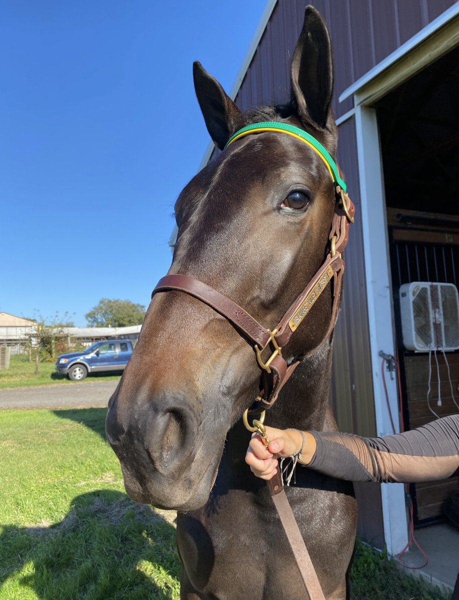 delvalequine's tweet photo. Our fabulous yearlings have made the trek to Harrisburg! Follow our stories throughout the week for updates on their journey and on our studentsβ hands-on learning opportunities at!
ππππππ
#delvalequine #unicornsofdelval #handsonlearning #yearlingsale #farmshowcomplex https://t.co/JzQ4RL19SC