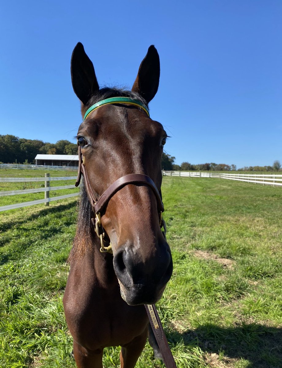 delvalequine's tweet photo. Our fabulous yearlings have made the trek to Harrisburg! Follow our stories throughout the week for updates on their journey and on our studentsβ hands-on learning opportunities at!
ππππππ
#delvalequine #unicornsofdelval #handsonlearning #yearlingsale #farmshowcomplex https://t.co/JzQ4RL19SC