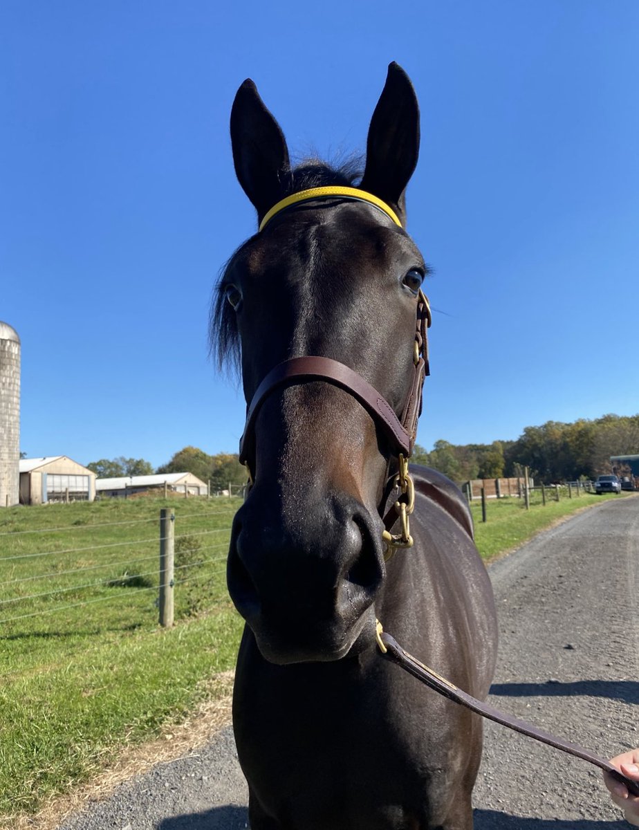 delvalequine's tweet photo. Our fabulous yearlings have made the trek to Harrisburg! Follow our stories throughout the week for updates on their journey and on our studentsβ hands-on learning opportunities at!
ππππππ
#delvalequine #unicornsofdelval #handsonlearning #yearlingsale #farmshowcomplex https://t.co/JzQ4RL19SC