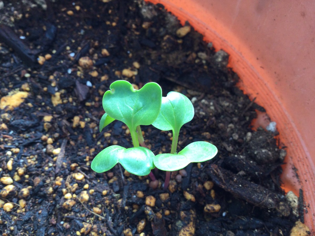 プランター栽培 Twitter Search