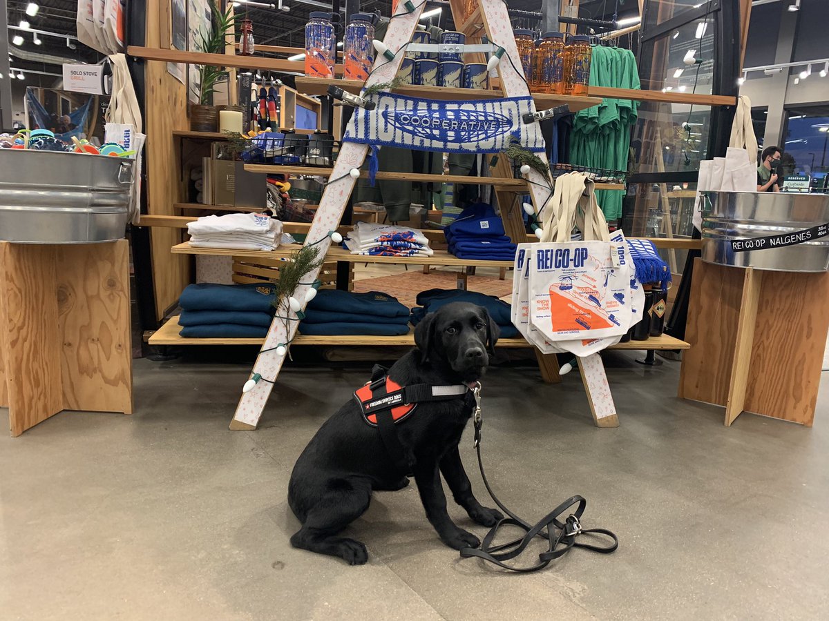 Jeepster1021's tweet photo. @REI Big thanks to your Greenwood Village, CO store for always being the best place to shop and bring service dog puppies in training! #freedomservicedogs https://t.co/GFGGrXLCRc