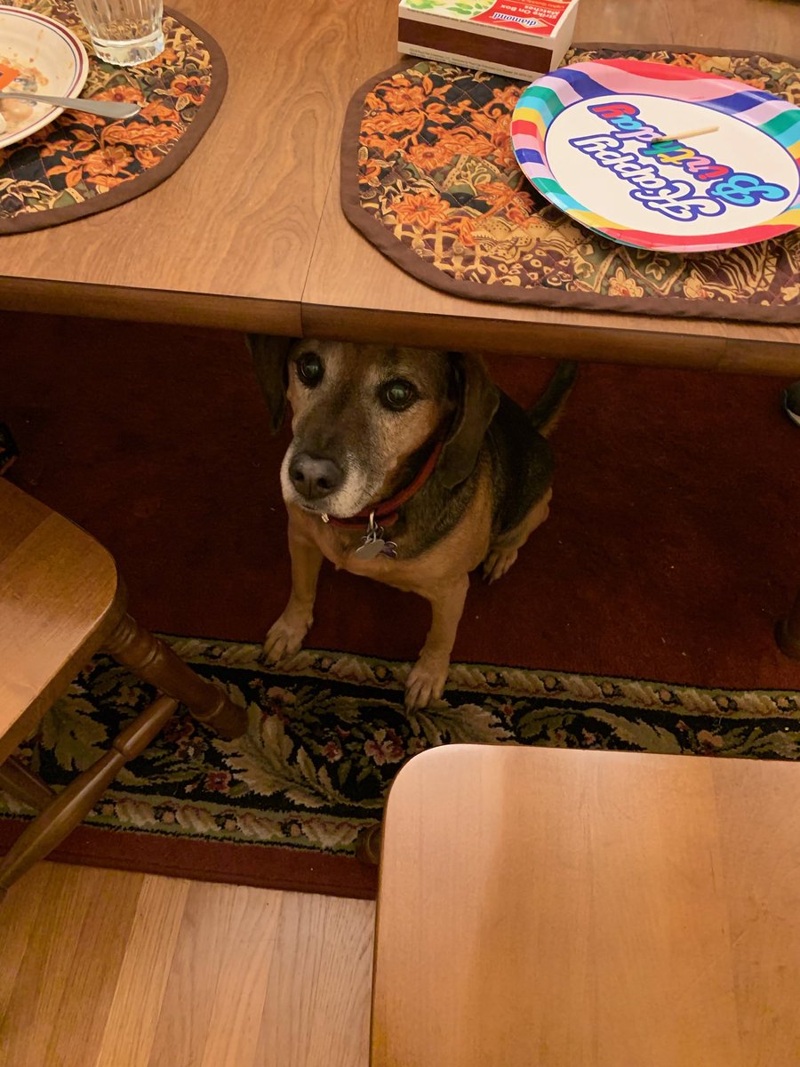 BrianThomasFish's tweet image. My dog stew