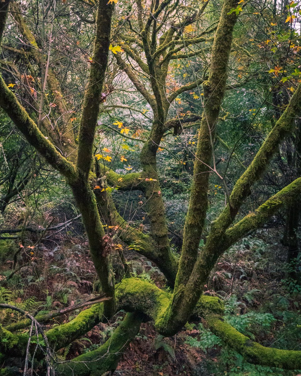 naaman's tweet photo. Came down with a cold and scrolled through the entire internet already, so I started scrolling through last year’s photos. I’ve been hiking a lot and (slowly) getting the hang of photography. So here’s a photo dump (sorry, kept the kids faces out of these since it’s public) https://t.co/BTZSxk5P79