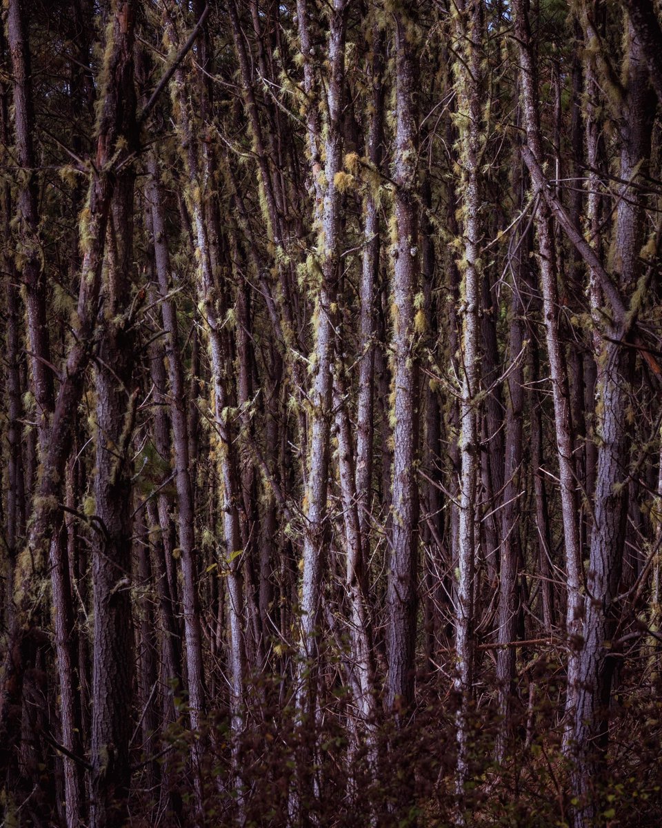 naaman's tweet photo. Came down with a cold and scrolled through the entire internet already, so I started scrolling through last year’s photos. I’ve been hiking a lot and (slowly) getting the hang of photography. So here’s a photo dump (sorry, kept the kids faces out of these since it’s public) https://t.co/BTZSxk5P79