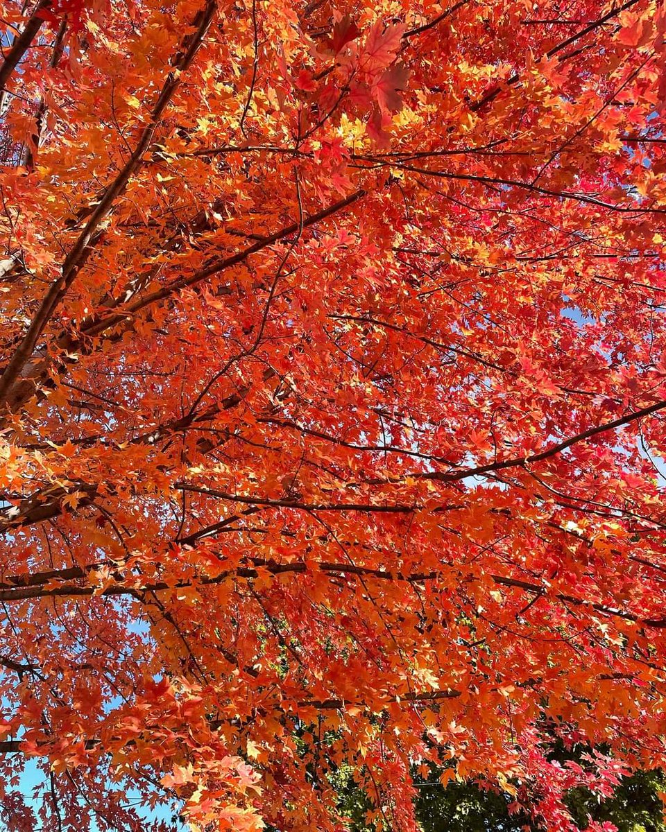 teacher_la's tweet photo. I think that I shall never see a poem as lovely as a tree. -Joyce Kilmer https://t.co/xlKFnxaa6c