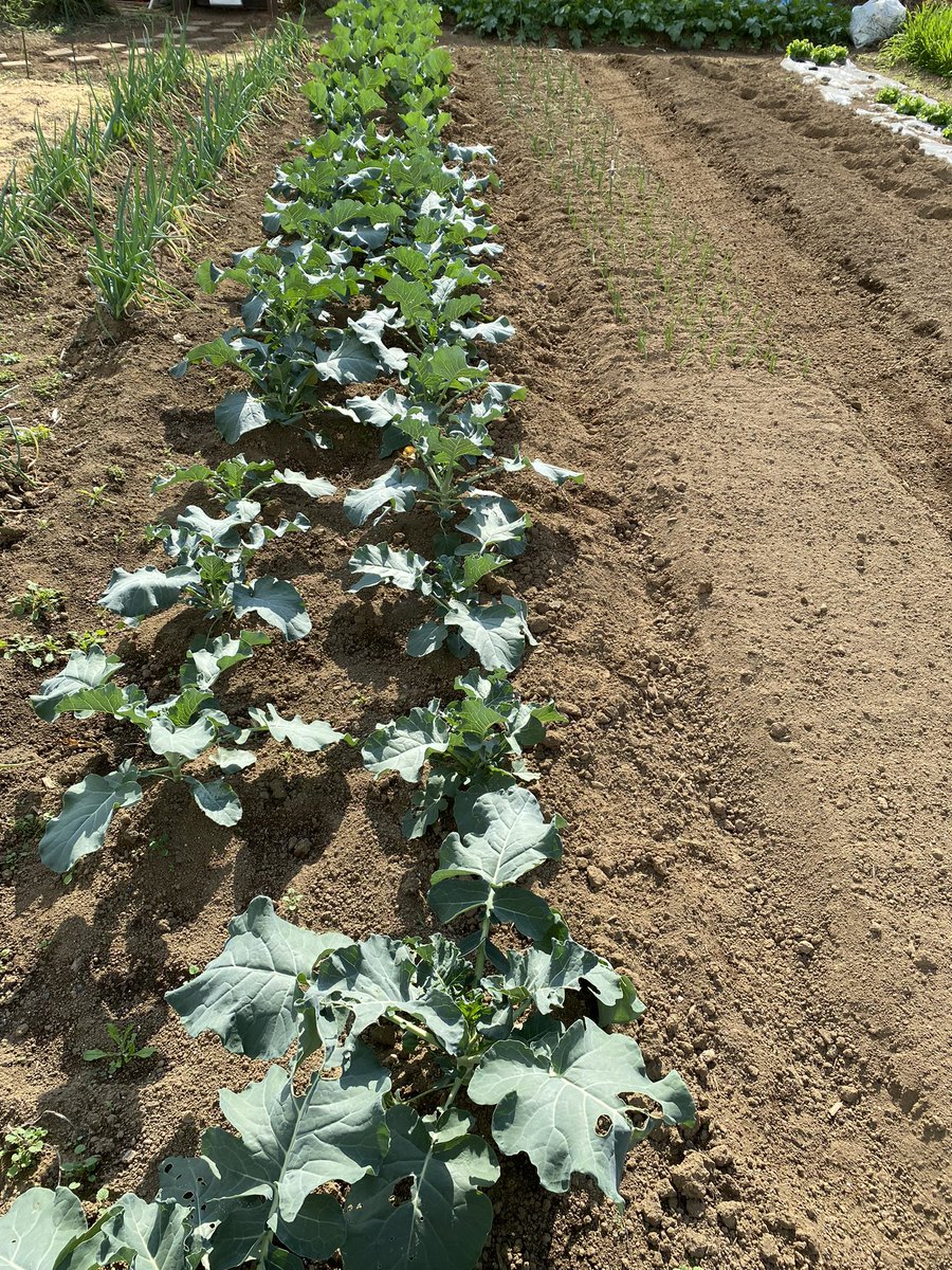 Fuzitks's tweet photo. タマネギ早生苗植え付け
完了。
ブロッコリー🥦順調

午後から草取りだなぁ https://t.co/9vq70DvGcD