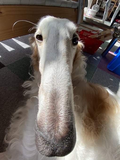 がんぼるぞいのtwitterイラスト検索結果 がんぼるぞいのtwitterイラスト検索結果