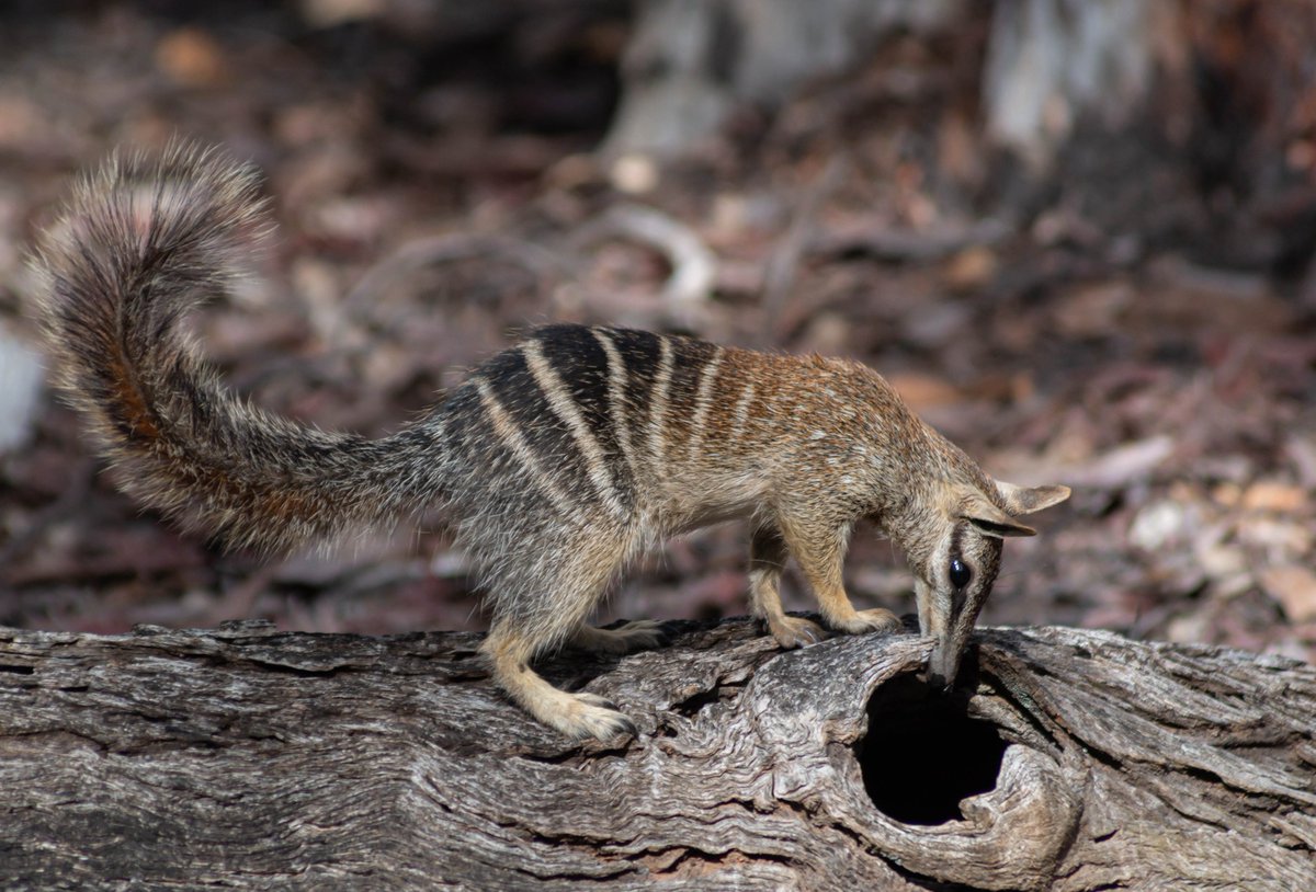 No better way to spend #WorldNumbatDay than hanging out with this gorgeous #numbat. #WildOz #MammalWatching #EndangeredSpecies