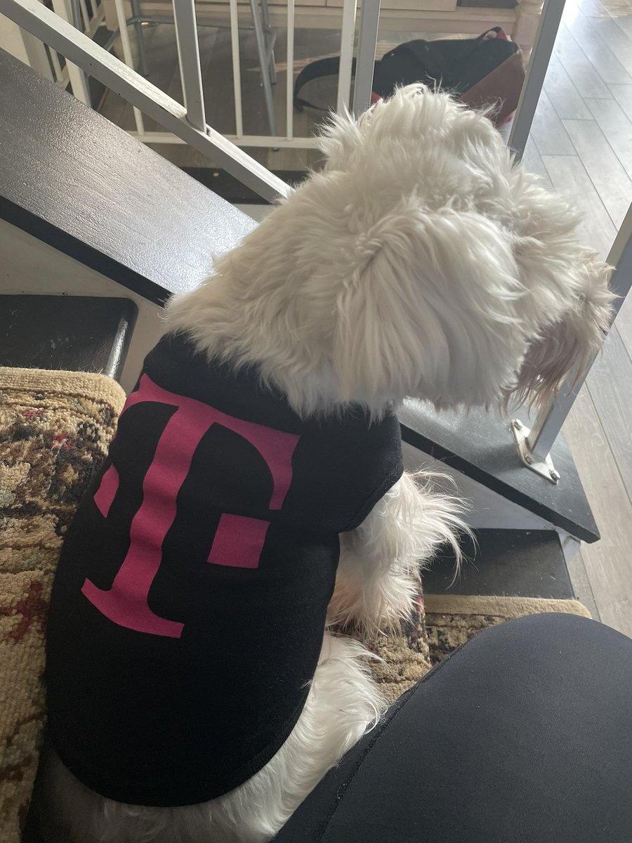 Mona ☀️ She is retail ready , look out for this dog around the block.  ❤️🥰 #Tmobilepets #5GforAll #magenta #cutedogs #SchnauzerGang