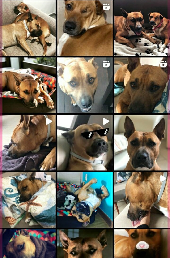 yamatudrope's tweet image. Fala povo do campeche Floripa, meus dogs fugiram, um é um American caramelo coisa mais fofa é um amor, a outra é uma vira-lata caramelo pirata, quem tiver noticias ou puder compartilhar