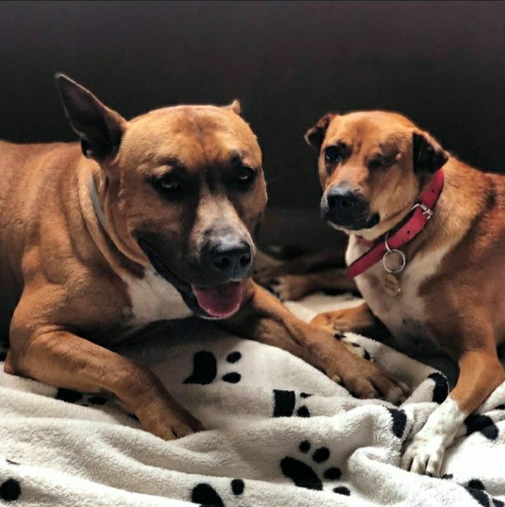 yamatudrope's tweet image. Fala povo do campeche Floripa, meus dogs fugiram, um é um American caramelo coisa mais fofa é um amor, a outra é uma vira-lata caramelo pirata, quem tiver noticias ou puder compartilhar