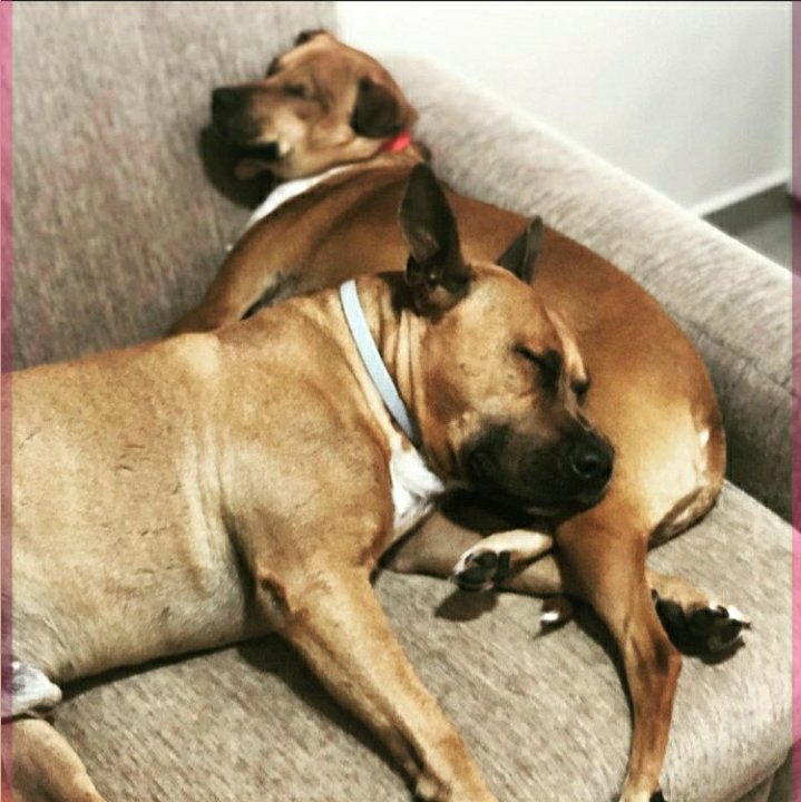 yamatudrope's tweet image. Fala povo do campeche Floripa, meus dogs fugiram, um é um American caramelo coisa mais fofa é um amor, a outra é uma vira-lata caramelo pirata, quem tiver noticias ou puder compartilhar